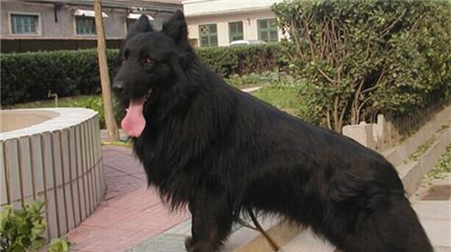 Morphological characteristics of Belgian Gelanda Shepherd Dog