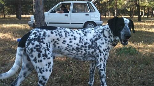 Morphological characteristics of German bristledog