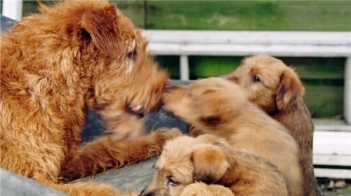 Morphological characteristics of Irish terrier