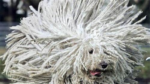 Morphological characteristics of komondor