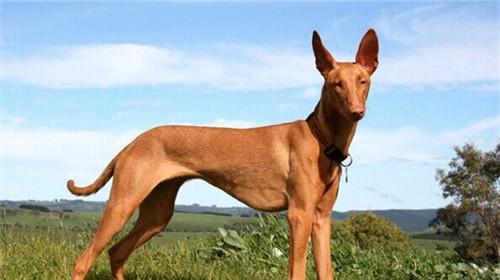 Morphological characteristics of Pharaoh hound