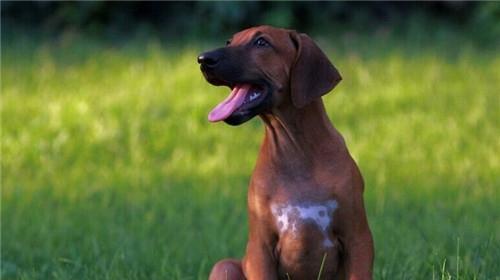 Morphological characteristics of Rhodesian ridgeback dogs