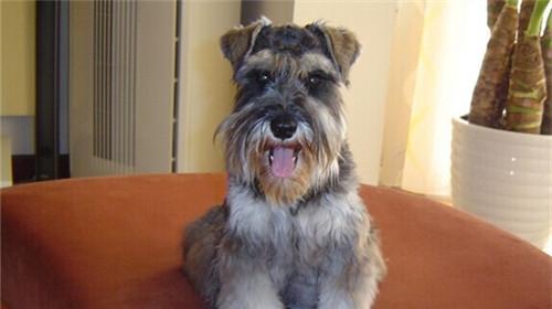 Morphological characteristics of Schnauzer