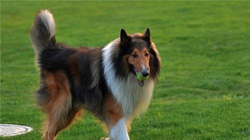 Morphological Characteristics of Scottish Shepherd Dogs