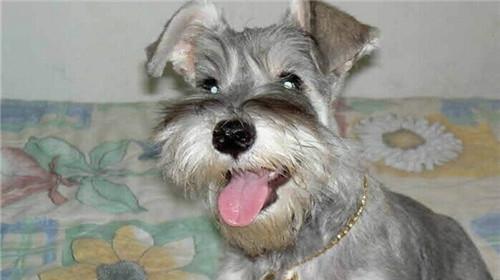 Morphological characteristics of standard schnauzer