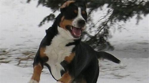 Morphological characteristics of Swiss mountain dogs