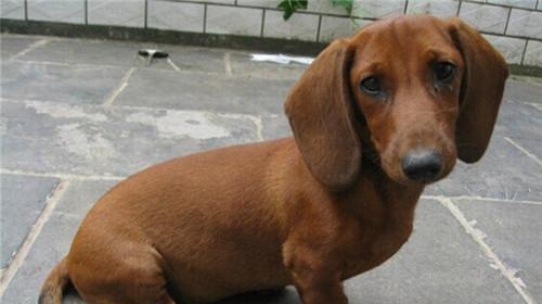 Nursing knowledge of dachshunds