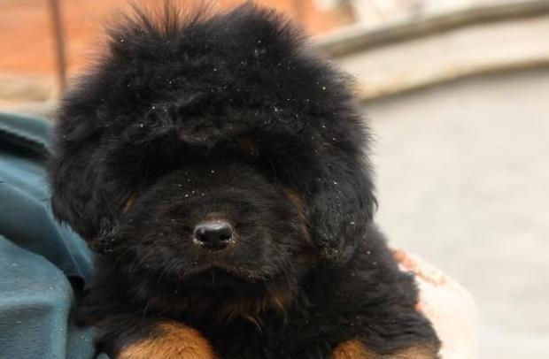 Nutritional requirements of Tibetan mastiff puppies
