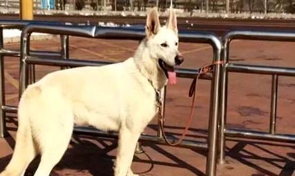 One-month-old dog keeping taboo