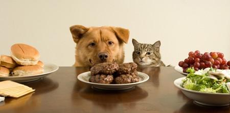 Pets' taste secrets are open to the public, looking for delicious food that pets like.