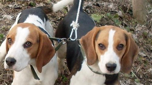 Points for Attention in Beagle Dog Training