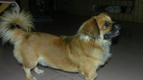 Points for attention when exercising in tibetan spaniel