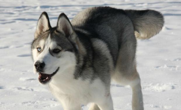 Preparation before raising huskies