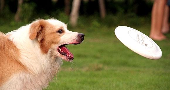 Preparation before training dog to catch Frisbee