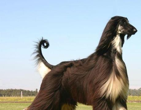 Prevention of some common diseases of Afghan dogs