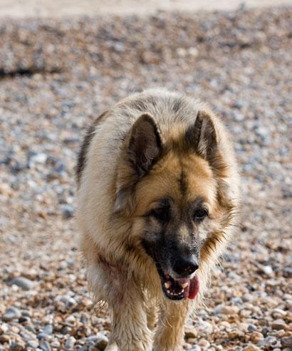 Related Breeding Knowledge of German Shepherd Dogs