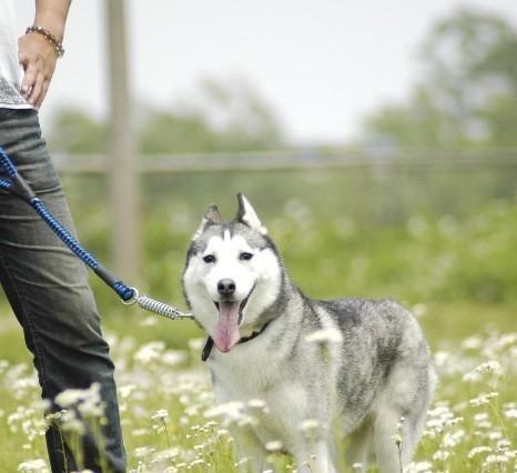 Remember that at four o'clock, Huskies can survive the season change healthily.