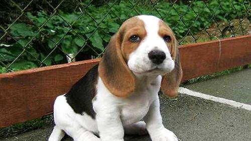 Sacrifice for human health, a common experimental dog-Beagle Dog.