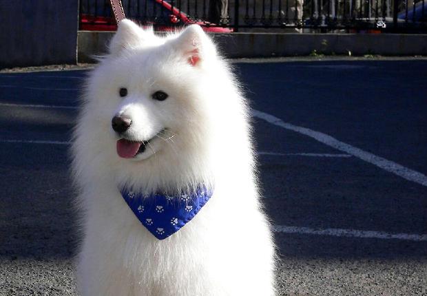 Samoyed is ill, how can I give medicine to Samoyed dog?