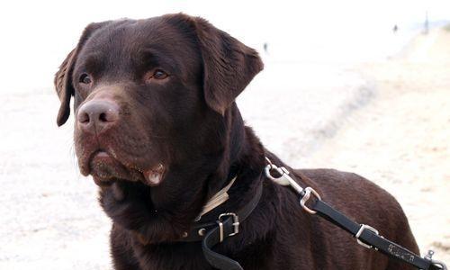 Selection method of Labrador puppies