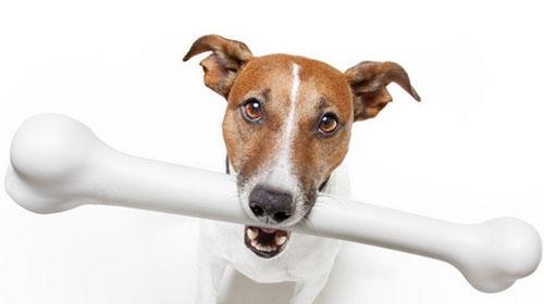 Seven criteria for judging whether dogs are healthy or not