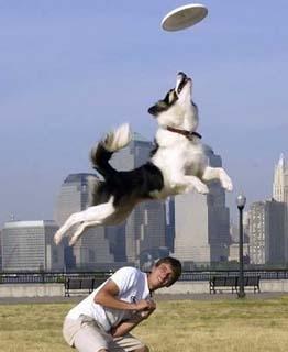 Seven elements of training dogs to retrieve Frisbee