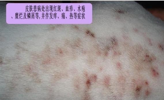 Several treatment schemes of dog skin diseases in summer