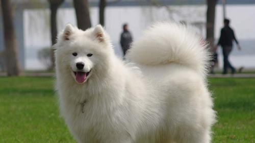 Simple training of Samoyed dogs