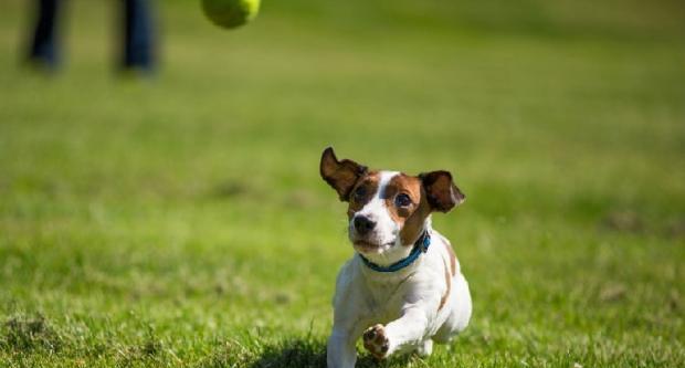 Six composition skills teach you how to shoot beautiful pets.