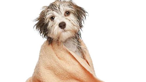 Some practices that are beneficial and harmful to dog coat