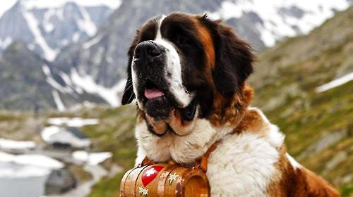 St Bernard Dog, a Swiss national treasure with a wine barrel.