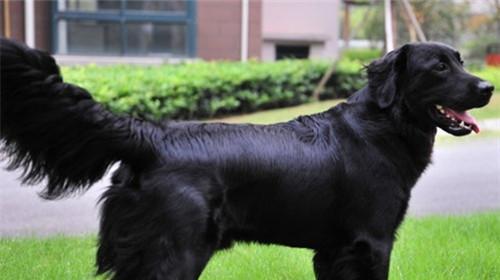 Symptoms and Judgment of Dog Fever