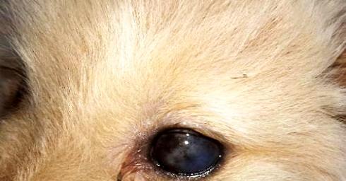 Symptoms and treatment of canine keratitis