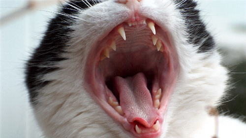 Symptoms and treatment of chronic gingivitis in Siamese cats