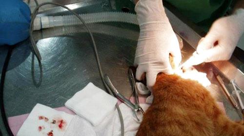 Talking about Cat's Oral Ulcer