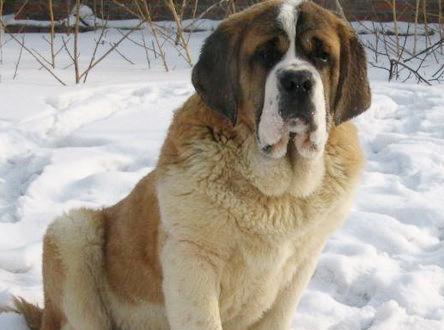 The Best Time for Saint Bernard Dog Training