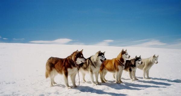 The difference between Alaskan Malamute and Husky