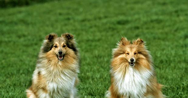 The shetland sheepdog shopping skills