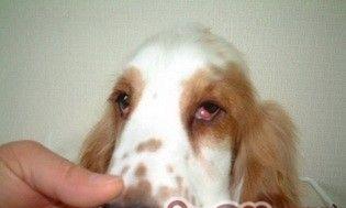 The symptoms, diagnosis and treatment of dog third eyelid hyperplasia