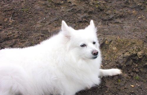 There are wonderful ways to train dogs to sit still.