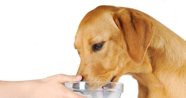 Things pet owners must know about dog drinking water.