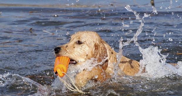 Three points of training dogs to swim.