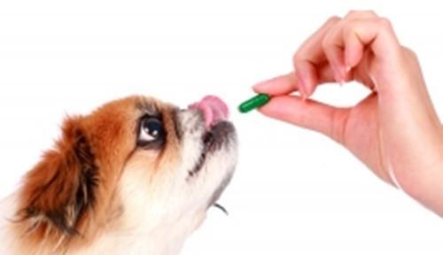 Three tips to easily feed your dog medicine