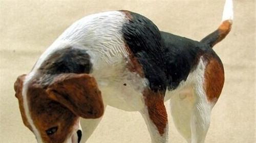Tips for vaccinating American foxhounds
