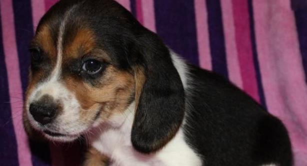 Train beagle dogs to be quiet and not bark.