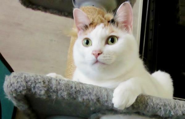 Train cats to have good toilet habits.