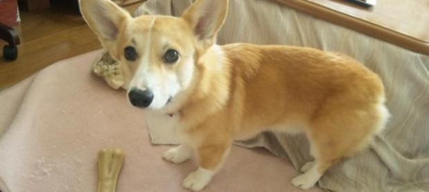 Train dogs to learn to eat gracefully.