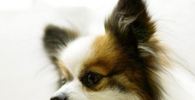 Train dogs to sleep in kennels.