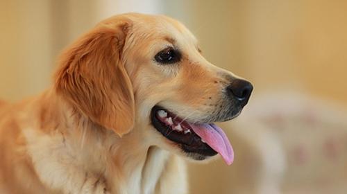 Training golden retriever to urinate and defecate at a fixed point