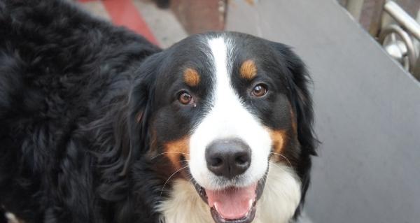 Training methods of Bernese mountain dogs